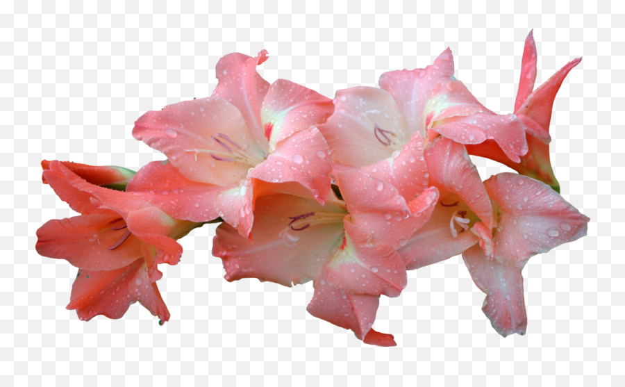 Download Hd Flowers U0026 Leafs Png - Gladiolus Flower Png Pink Portable Network Graphics,Leafs Png