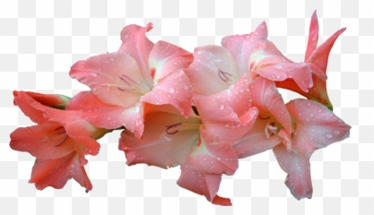 Download Hd Flowers U0026 Leafs Png - Gladiolus Flower Png Pink Portable Network Graphics,Leafs Png