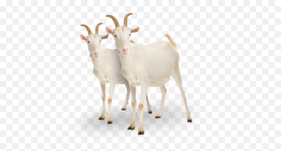 Goats - Goats Png,Goat Png