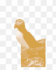 Puffin Watch I Demo Site No Lesser Panda - Bird Of Prey Png,Puffin Png