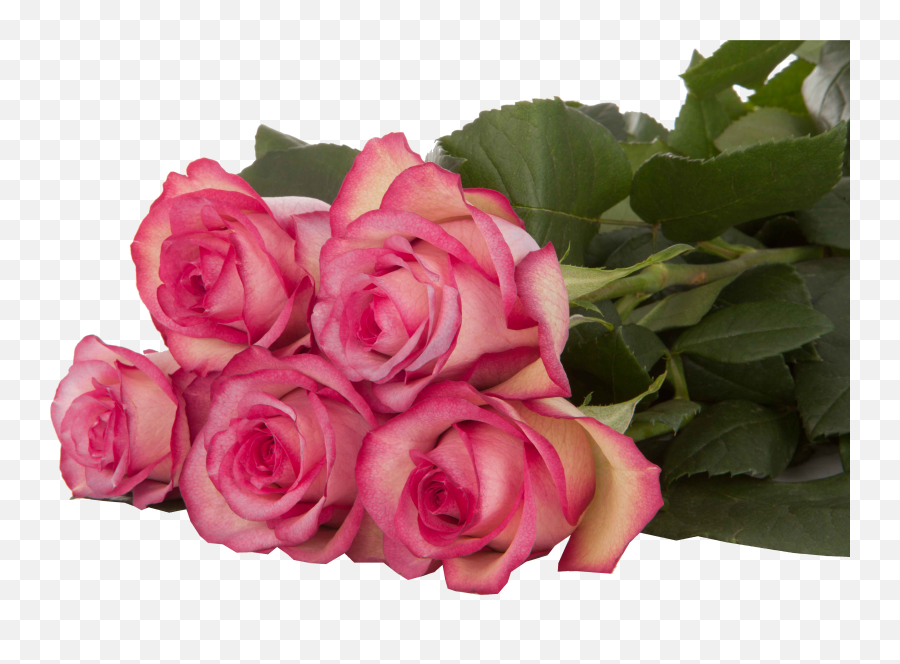 Carousel - Subati Group Garden Roses Png,Carousel Png