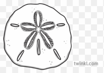 Sand Dollar Beach Shell Ks1 Black And White Illustration - Line Art Png,Sand Dollar Png