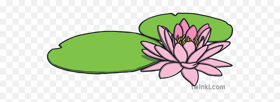Water Lily Flower Plant Monet Tate Partnership May 2019 Ks1 - Flipkart Png,Water Lily Png