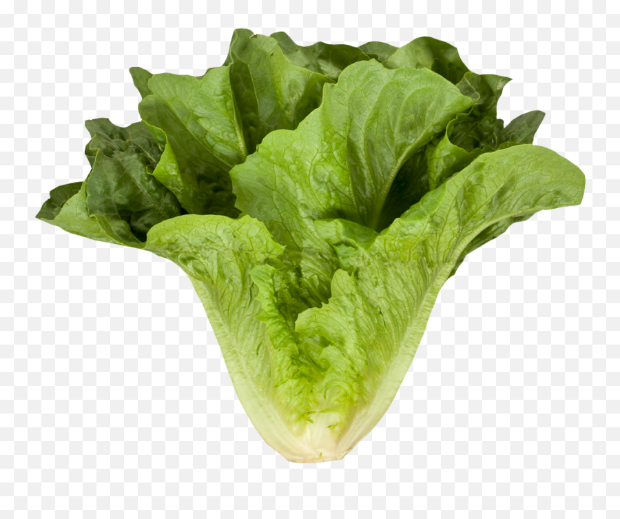 Romaine Cos Lettuce Png Image For Free - Spinach No Frills,Romaine Lettuce Png