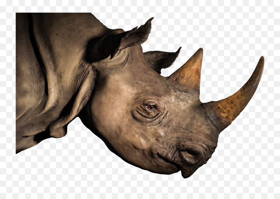 Rhino - Rhinoceros Head Png Png Download Original Size Rhino Head Png,Rhinoceros Png
