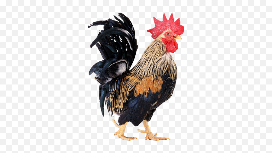 Rooster Png Images - Horoz Png,Rooster Png