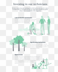 Securing A Sustainable Leaf Supply Japan Tobacco - Vertical Png,Tobacco Leaf Png