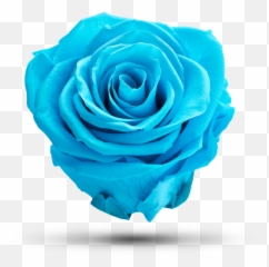 Light Blue Castiel - Royal Flowers Lovely Png,Castiel Png