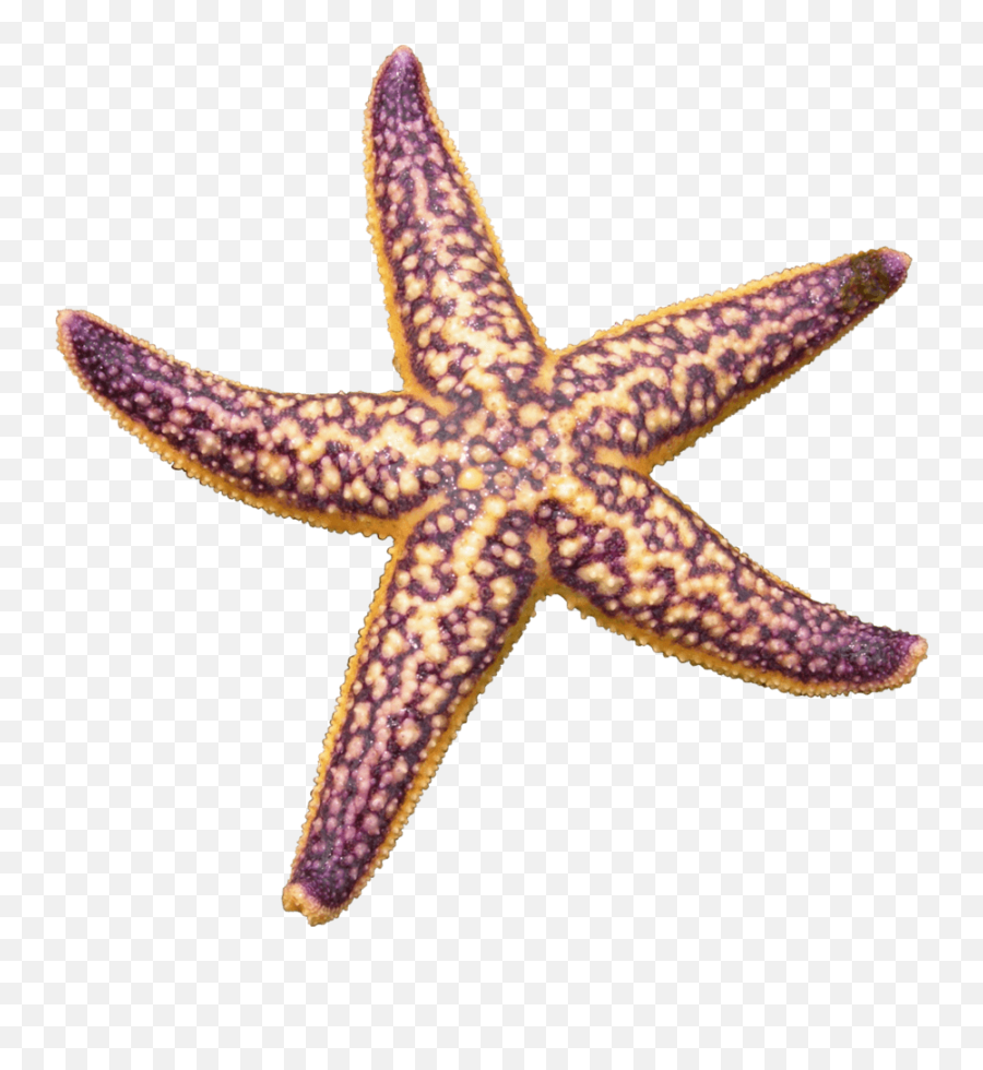 Starfish Purple Transparent Png - Northern Pacific Sea Star,Starfish Transparent