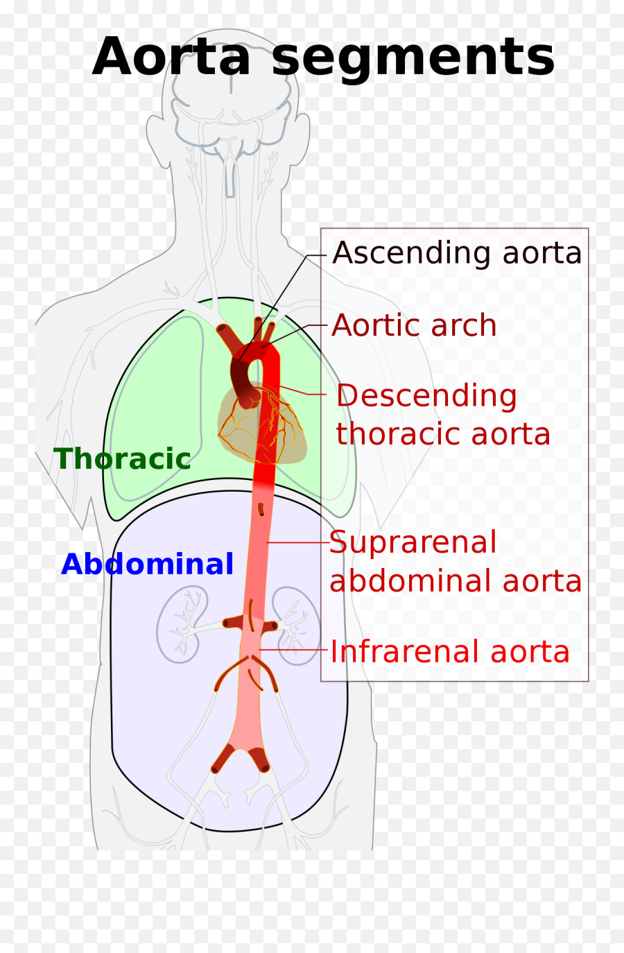 Aorta - Thoracic Aorta Png,Blood Circulation Icon