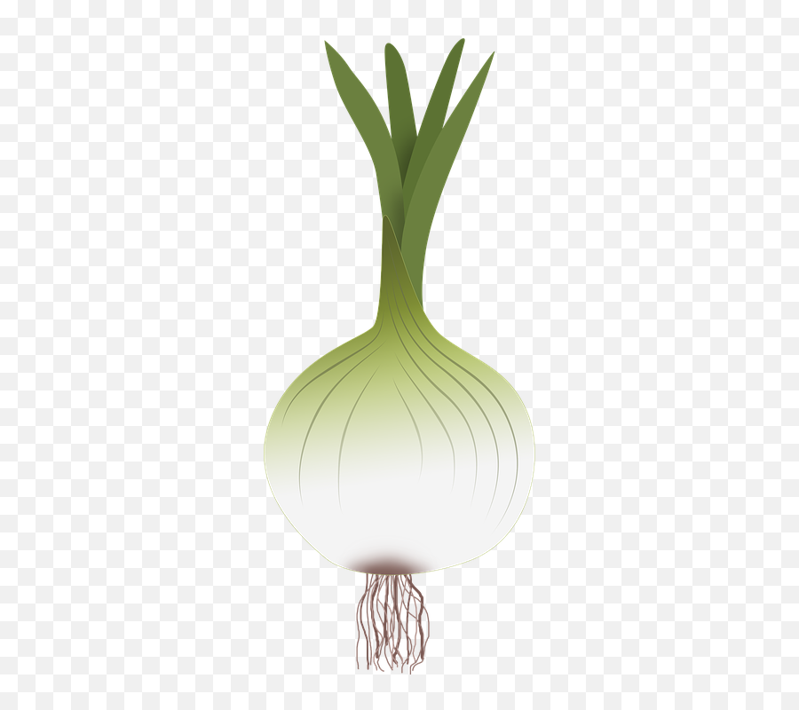 Green Onion Png - Garlic,Onion Png