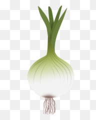 Green Onion Png - Garlic,Onion Png
