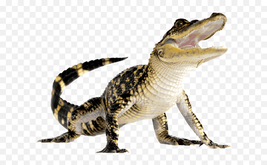 Crocodiles American Alligator Computer Icons - Crocodile Png Alligator Png,Croc Icon