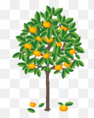 Leaf Clementine U2013 Be Climate - Mandarine Tree Clip Art Png,Clementine Png