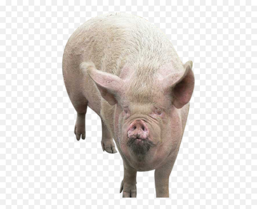Pig - Gross Pig Png,Pig Png