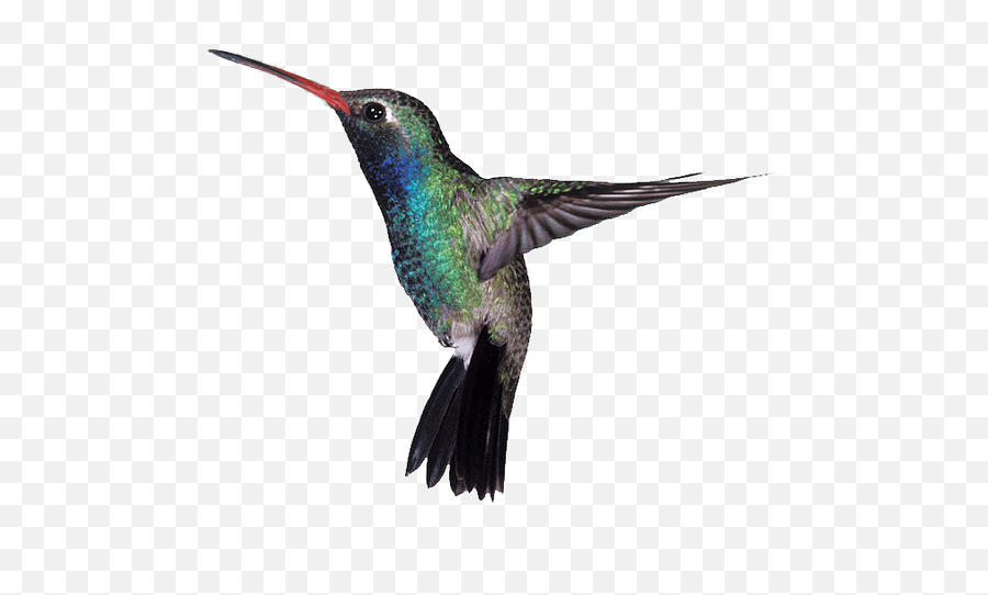 High Quality Raymond Bowman Definition Hd Hummingbird - Disruptive Selection Example In Nature Png,Hummingbird Transparent