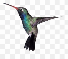 High Quality Raymond Bowman Definition Hd Hummingbird - Disruptive Selection Example In Nature Png,Hummingbird Transparent