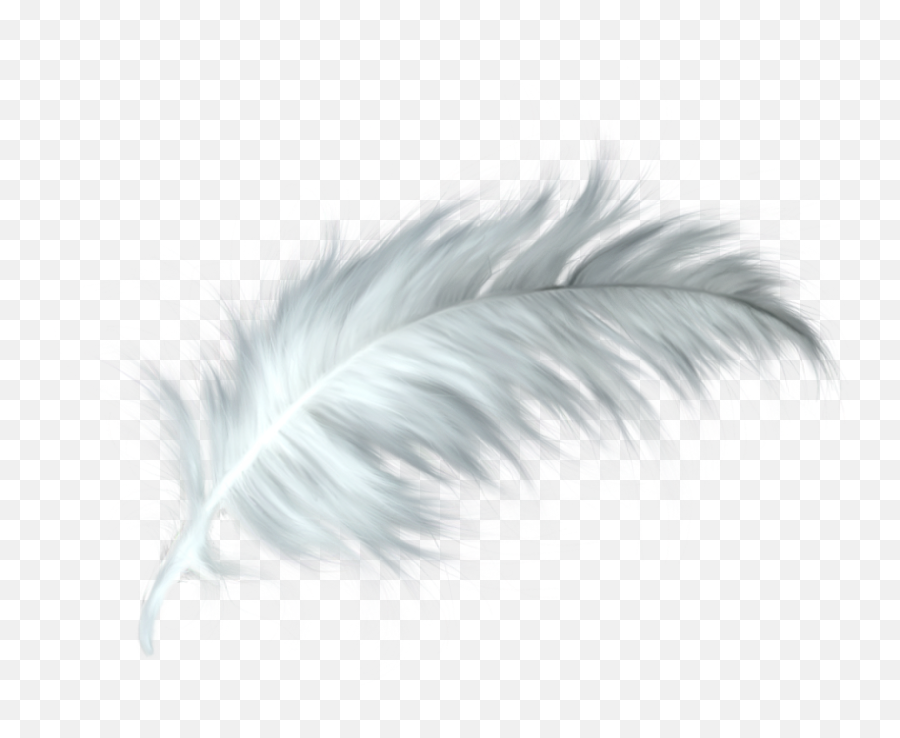 White Feather Healing Quill Paris - Png Transparent Background Feather Png,Feather Transparent Background