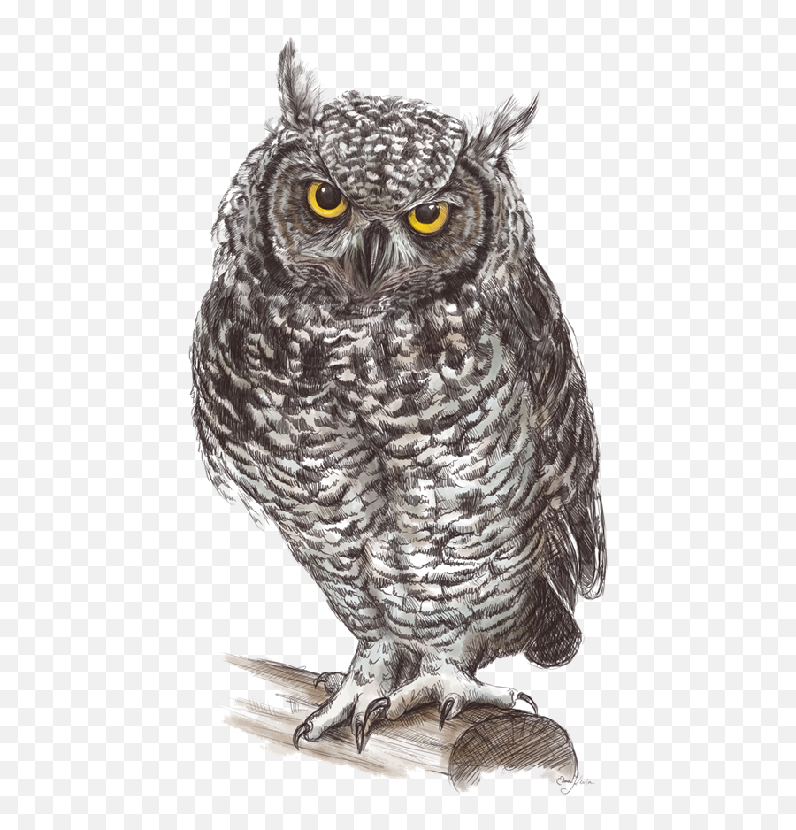 Owl Png Transparent Free Images - Great Gray Owl Drawing,Owl Transparent