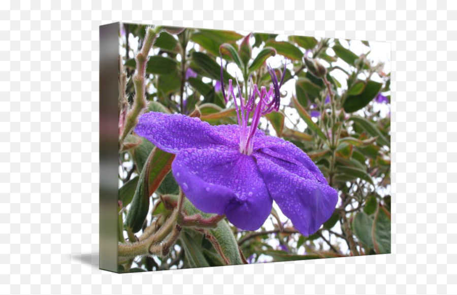 Purple Mist - Melastome Family Png,Purple Mist Png