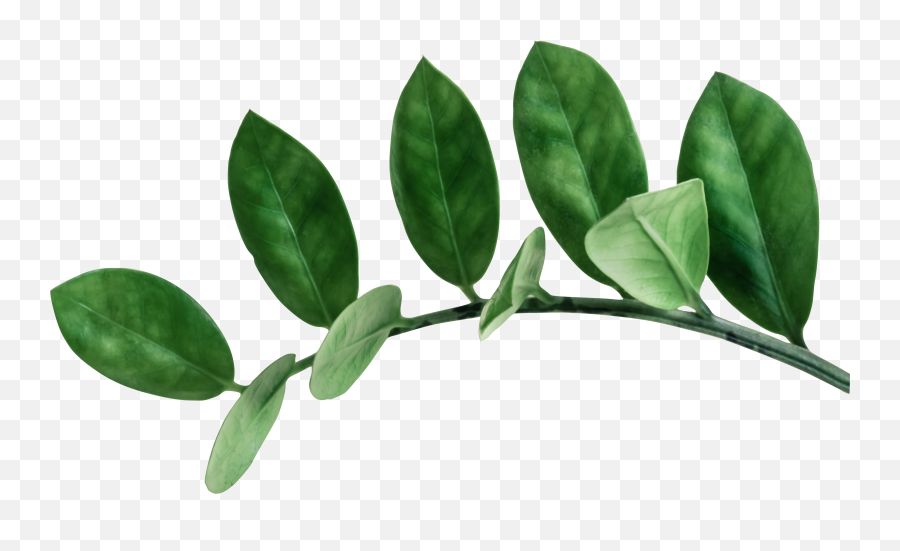 Green Leafed Plant Png U2013 For Free - Environment Related Pictures With White Background,Plants Transparent Background