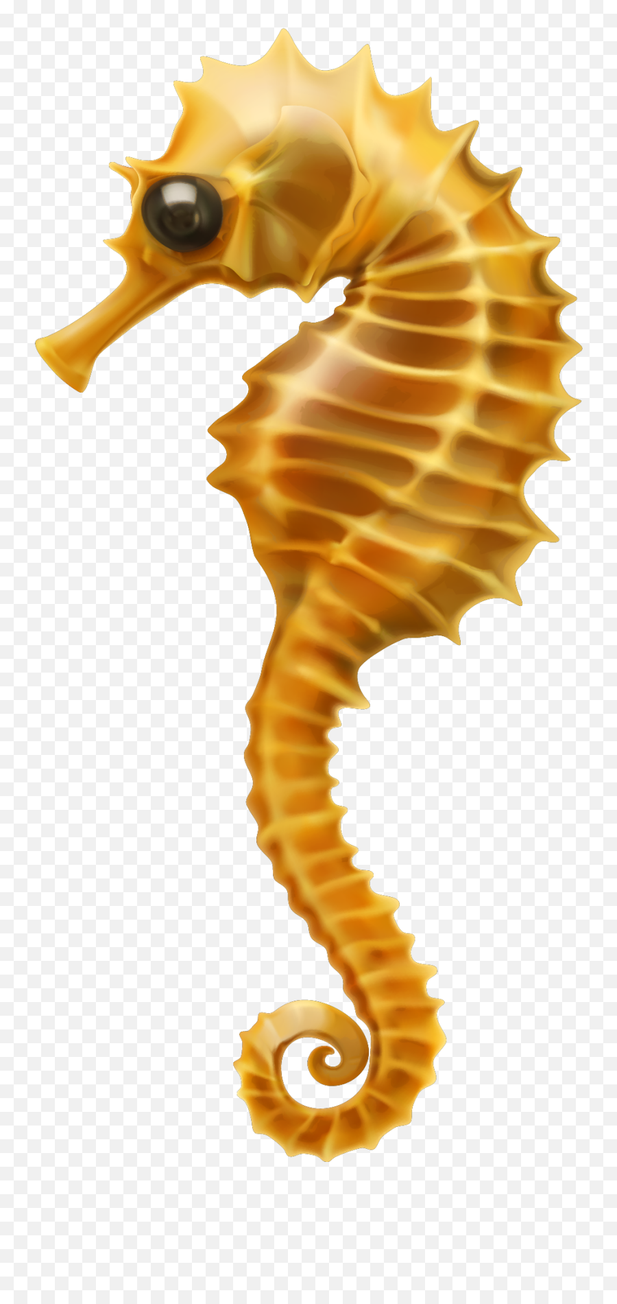 Seahorse Clip Art - Sea Horse Images Hd With White Background Png,Seahorse Png