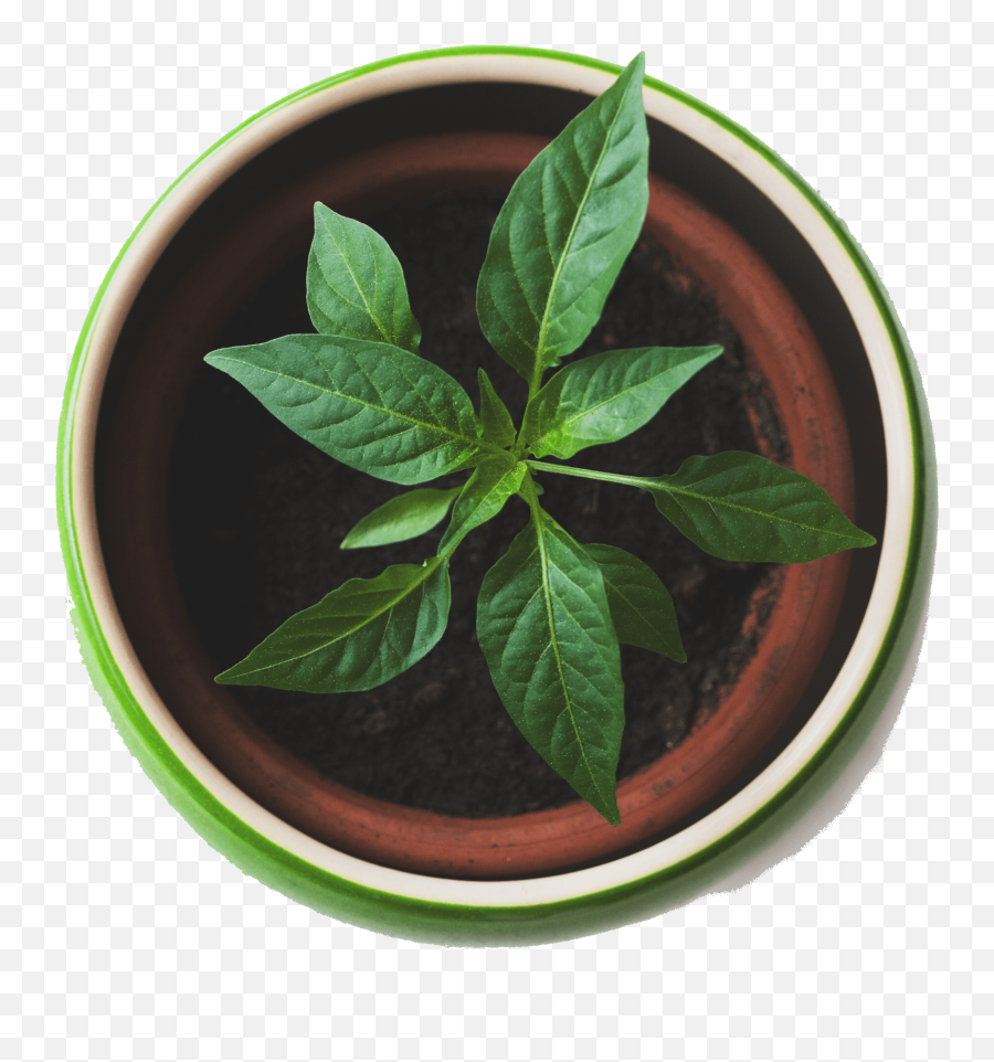 Download Hd Best Plants - Plant Top View Png Transparent Png Plant Top View Png,Jungle Plants Png
