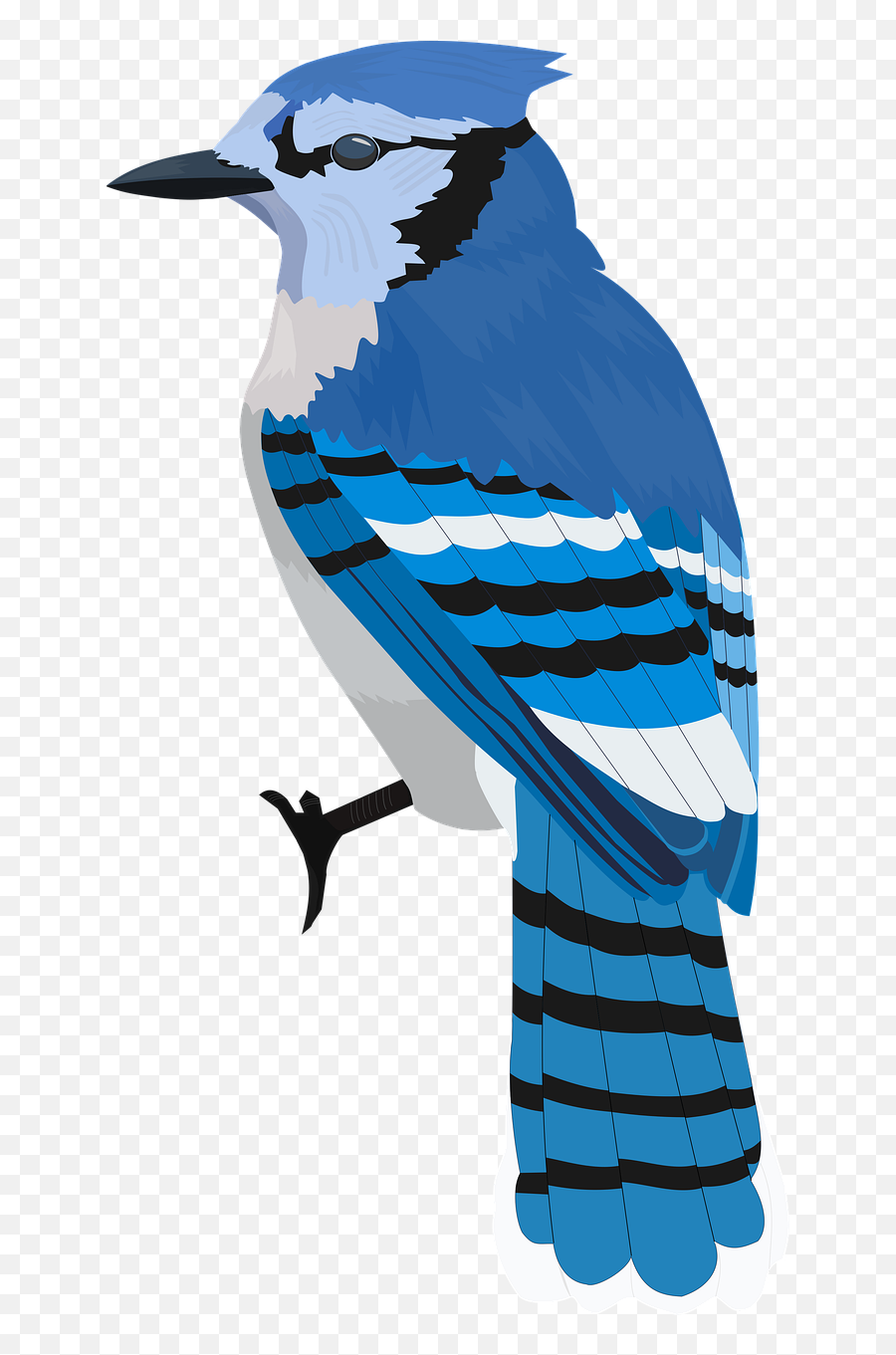 Bluejay Bird Blue - Illustration Png,Blue Jay Png