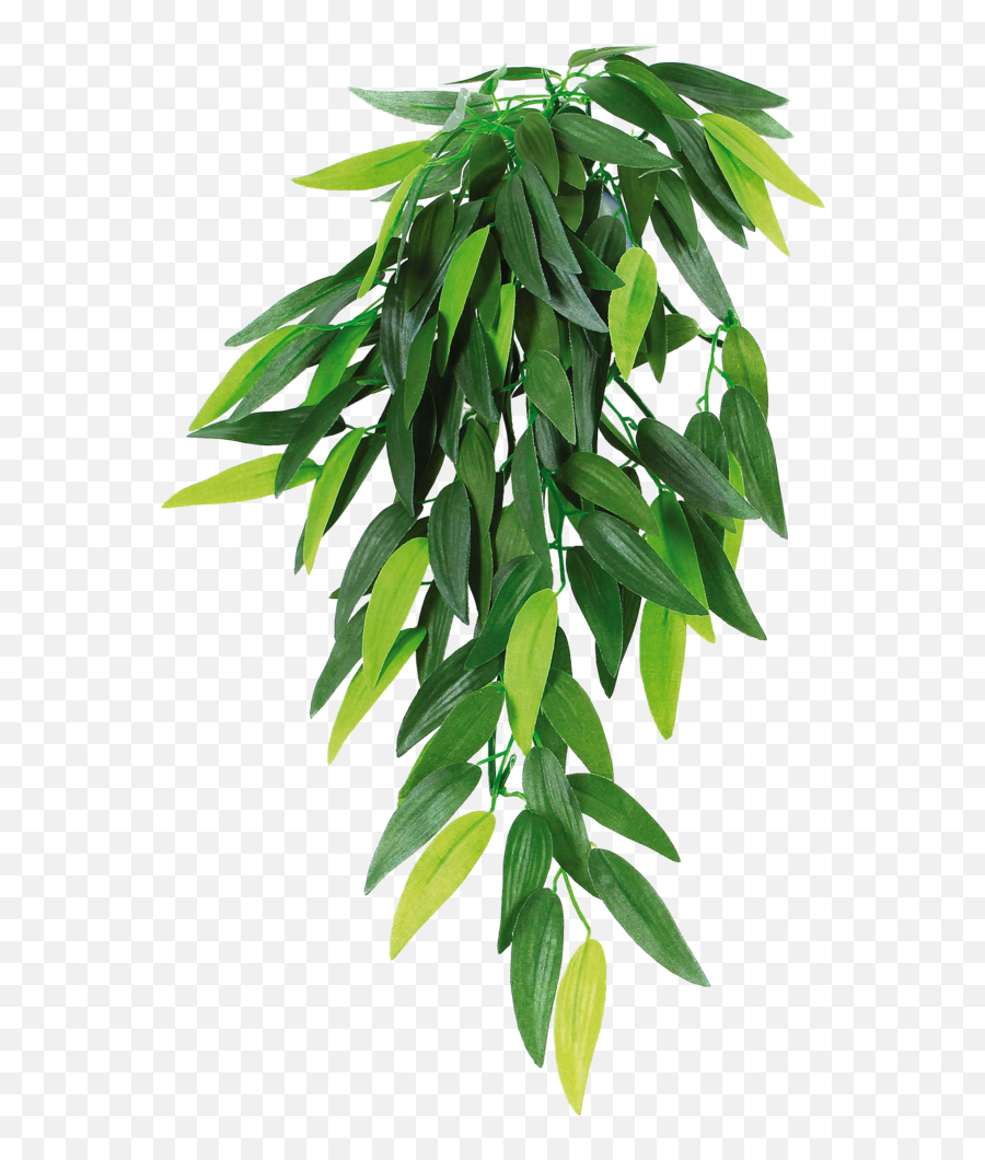 Houseplant Reptile Hanging Basket - Hanging Plants Png,House Plant Png