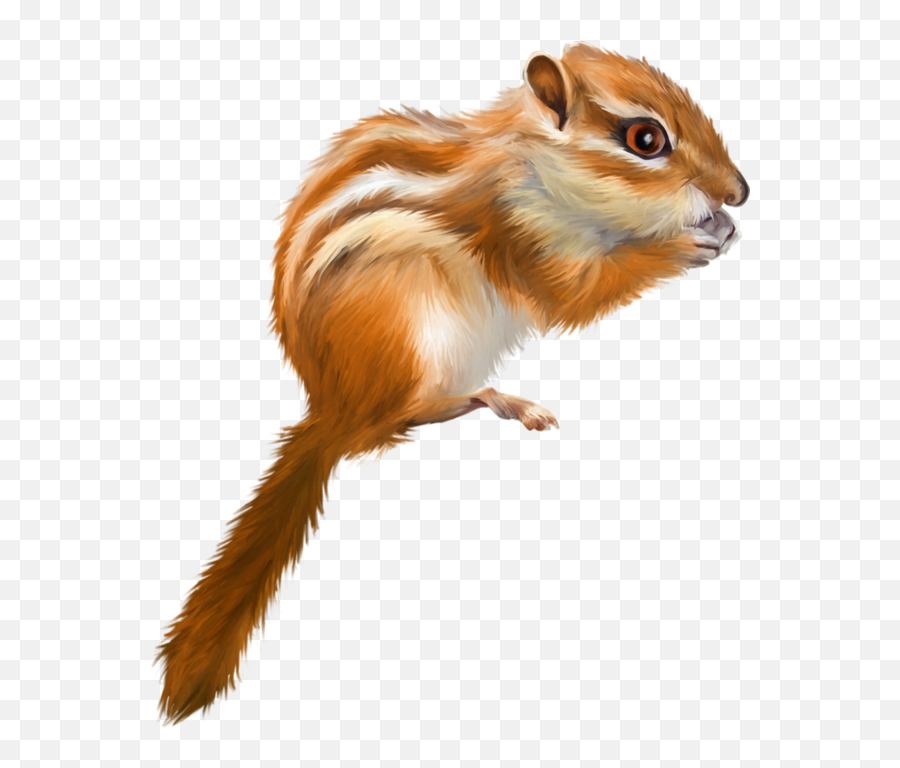 Tree Squirrel Drawing - Tree Squirrel Png,Squirrel Transparent