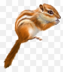 Tree Squirrel Drawing - Tree Squirrel Png,Squirrel Transparent