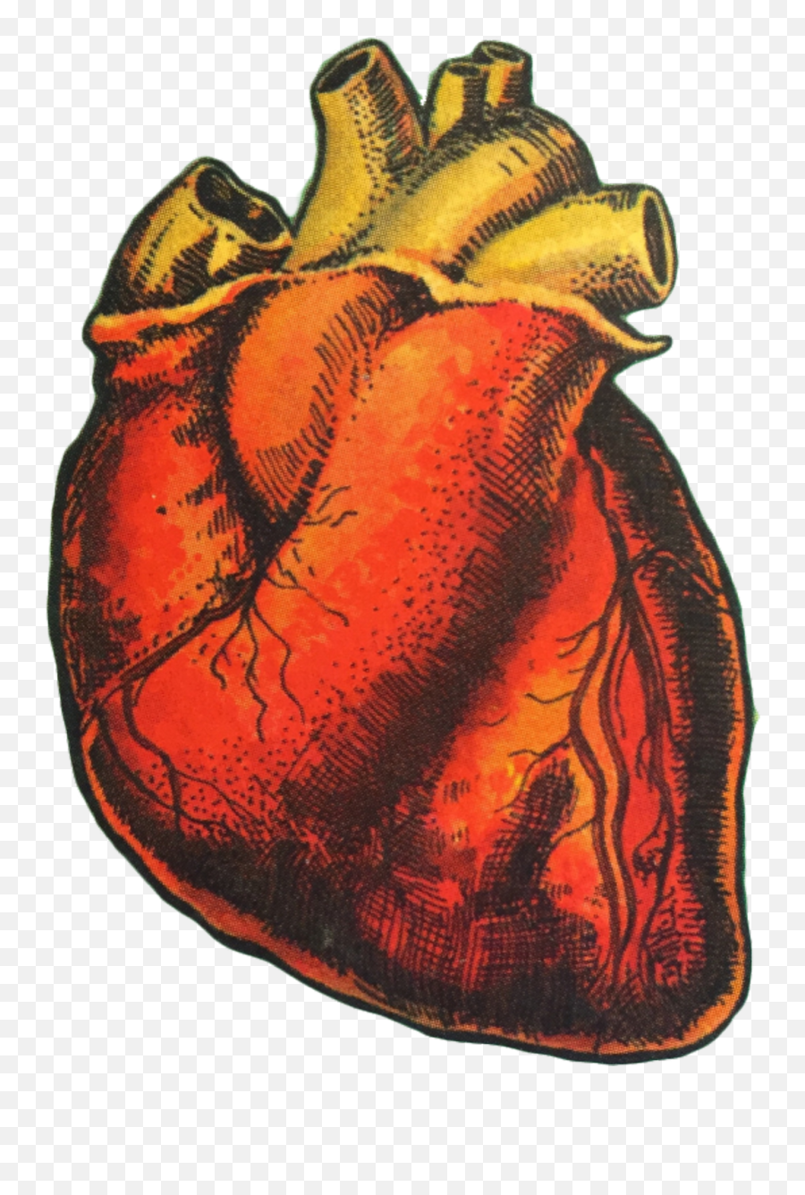 Heart Organ Humanheart Art Drawing Love Aesthetic - Human Heart Aesthetic Png,Aesthetic Png Tumblr