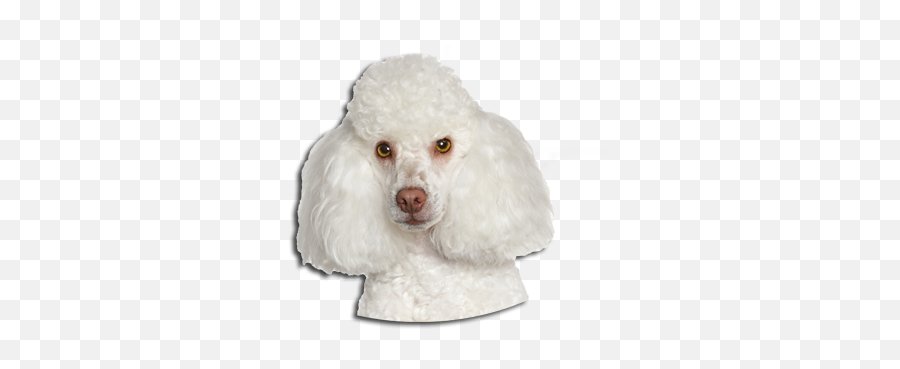 Caniche - Small White Poodle Dog Png,Poodle Png