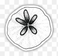 Sand Dollar Sketch 20 Sticker - Line Art Png,Sand Dollar Png