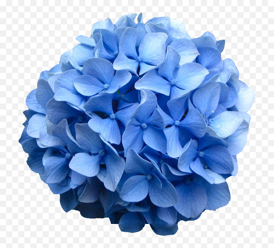 Hydrangea Periwinkle Transparent Png - Hydrangea Flower Png,Hydrangea Png