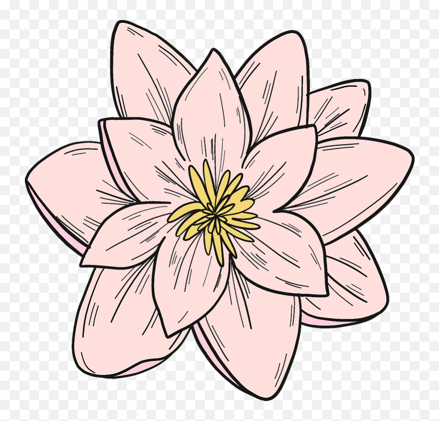 Pink Water Lily Clipart Free Download Transparent Png - Sacred Lotus,Water Lily Png