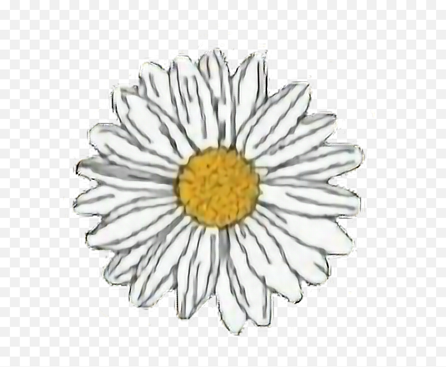 Flower Yellow White Daisy Aesthetic Freetoedit - Transparent Daisy Stickers Png,White Daisy Png