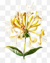 Wildflower Graphic - Honeysuckle Print Png,Honeysuckle Png