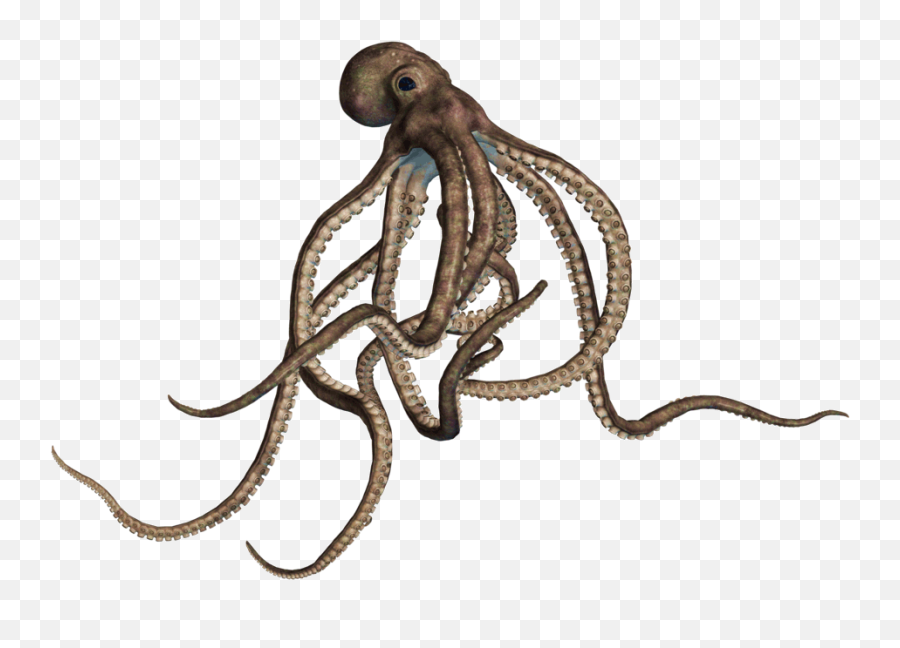 Octopus Png Transparent Free Images - Octopus Transparent Png,Octopus Transparent