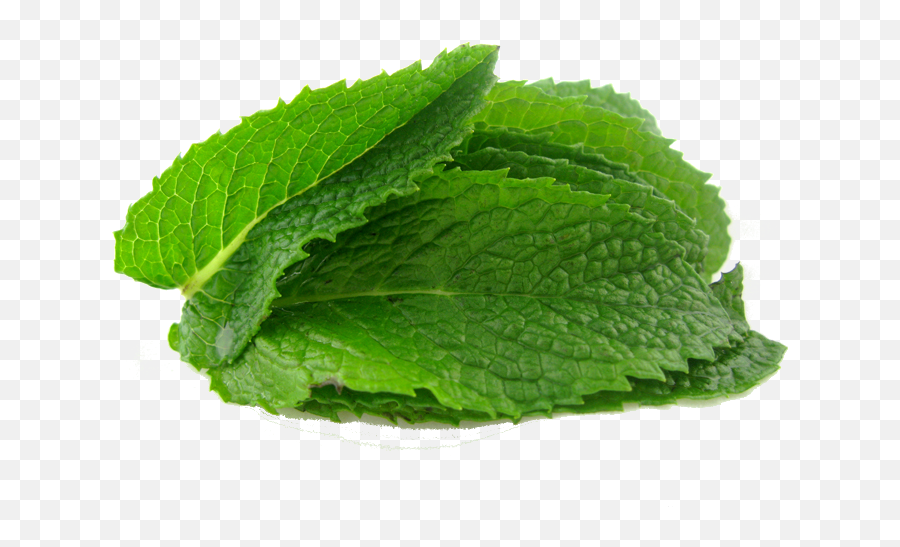 Mint Leave Png 1 Image - Mint Leaves No Background,Mint Leaves Png