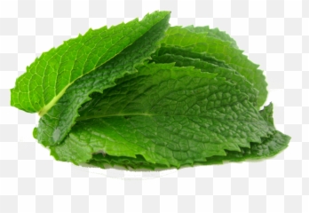 Mint Leaves - Mint Leaf PNG Transparent With Clear Background ID 168451 png  - Free PNG Images