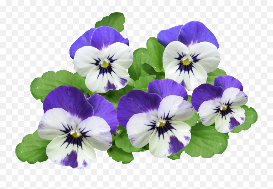 Download Flowers Png Image For Free Green