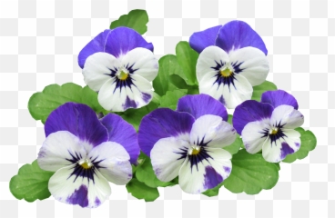 Download Flowers Png Image For Free