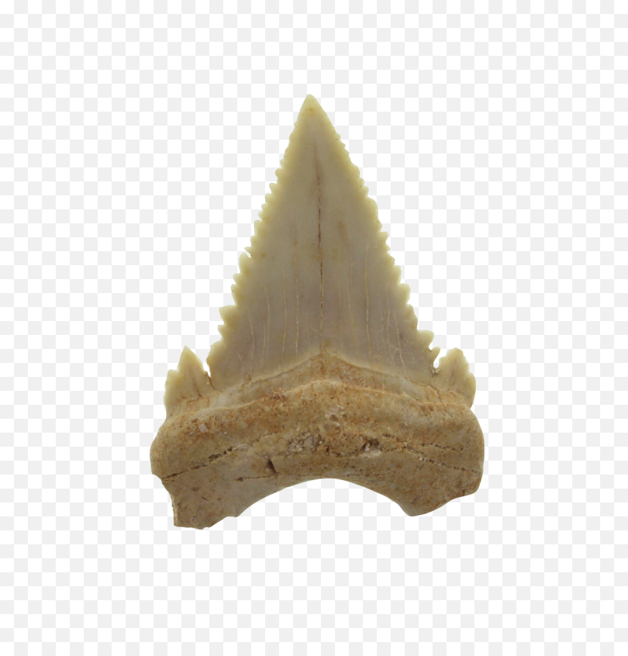 Authentic Tooth Fossil - Artifact Png,Shark Teeth Png