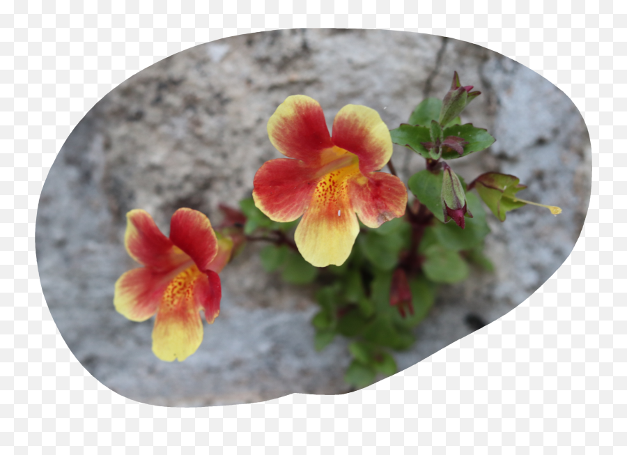 Some Wildflowers - Alstroemeriaceae Png,Wildflowers Png