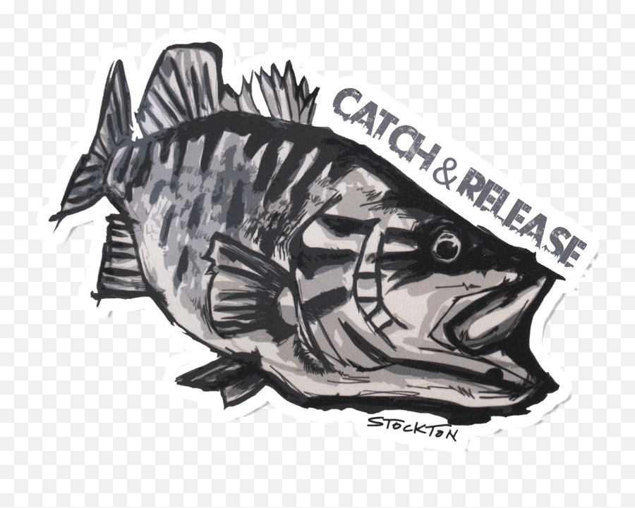 Matthew Stockton Smallmouth Bass - Bass Fishing Png,Bass Fish Icon