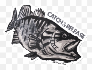 Matthew Stockton Smallmouth Bass - Fishing png