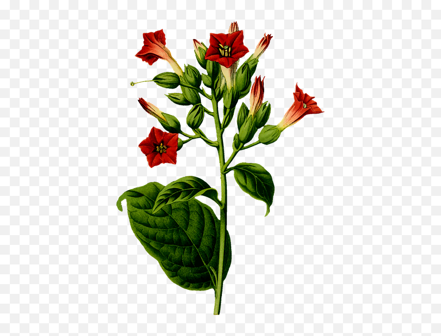 Cigar Cigarette Flora - Free Vector Graphic On Pixabay Tobacco Plant Png,Cigar Png