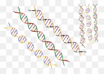 10 Free Strand U0026 Dna Vectors - Border png