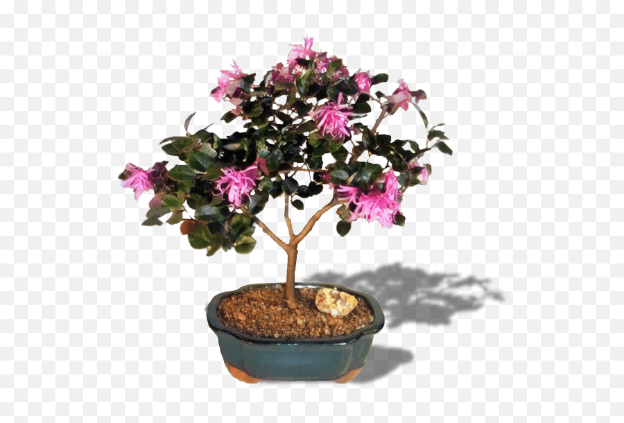 Affordable Flowering Bonsai Tree - Flowering Bonsai Tree Png,Bonsai Tree Png
